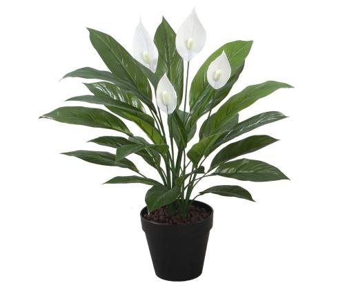 Tekokasvi SPATHE, K60cm, valkoinen varsilehti, musta ruukku