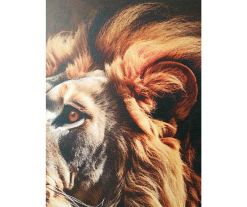 Seinäkuva WALLY 50x70cm, leijona