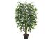 Tekopuu FICUS, H120cm, 1 runko, musta ruukku