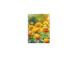 Kehyskalenteri KANTSLER Spiral Design Day Globeflowers 2912517732